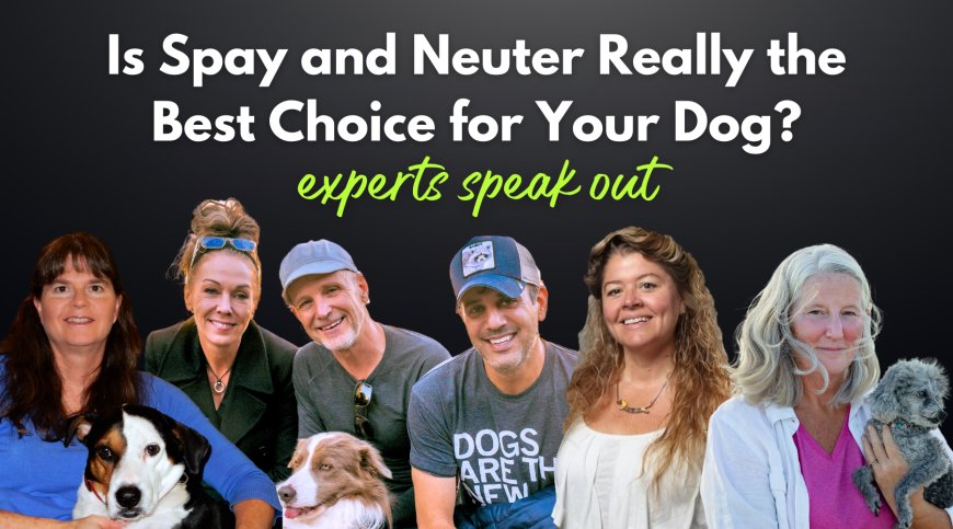 Is Spay and Neuter Really the Best Choice for Your Dog? Experts Speak Out