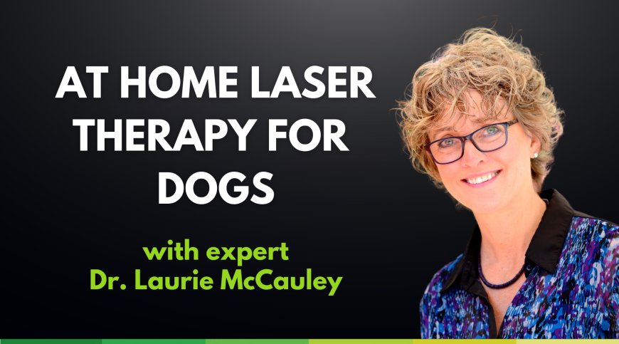 Laser Therapy for Dogs: An Interview with Rehab Specialist Dr. Laurie McCauley