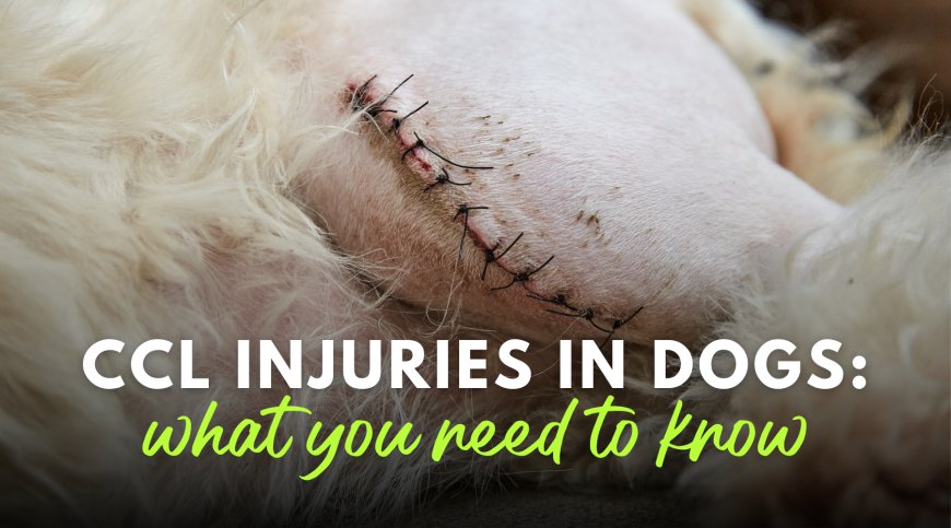 CCL Injuries in Dogs: What You Need to Know