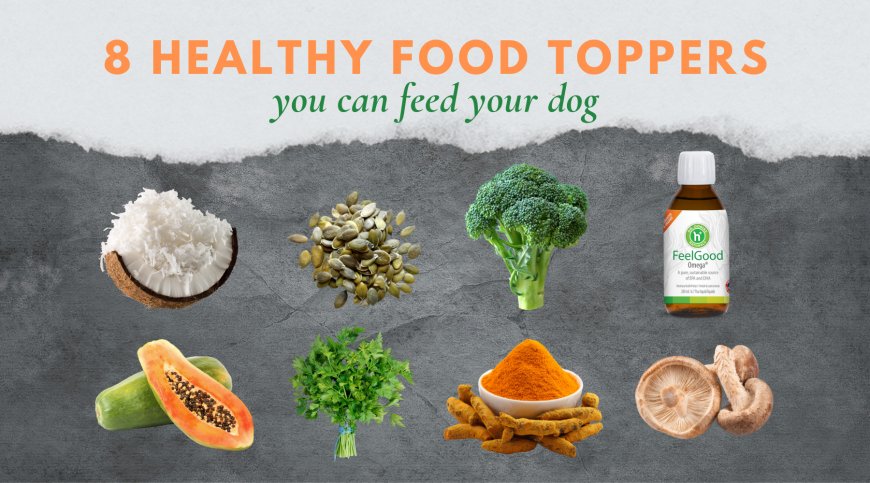 Dr. Dobias’ 8 healthy food toppers for your dog!