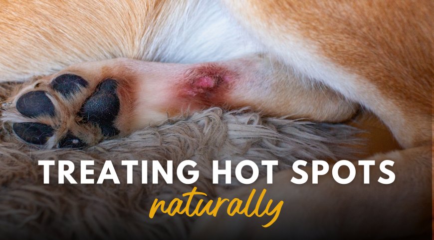 A complete guide to skin hot spots in dogs - Natural treatment