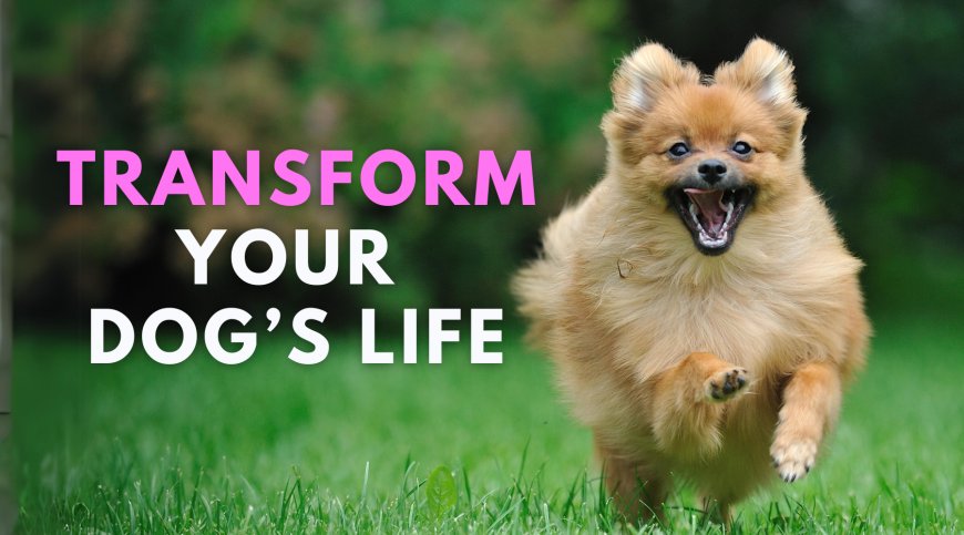 Transform Your Dog's Life: Hormone Therapy, Dental Care, and More!