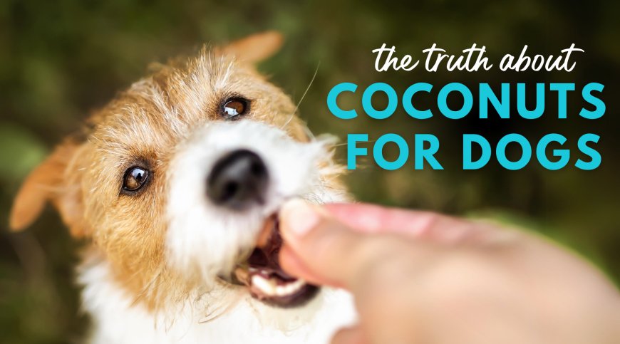 Can dogs eat coconuts? Are coconuts safe for dogs?