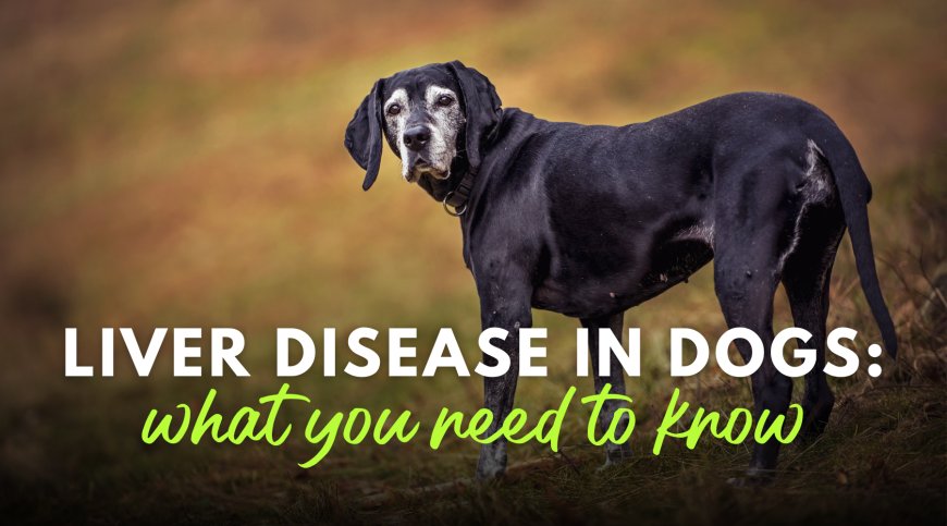 Rising Liver Disease in Dogs: What You Need to Know