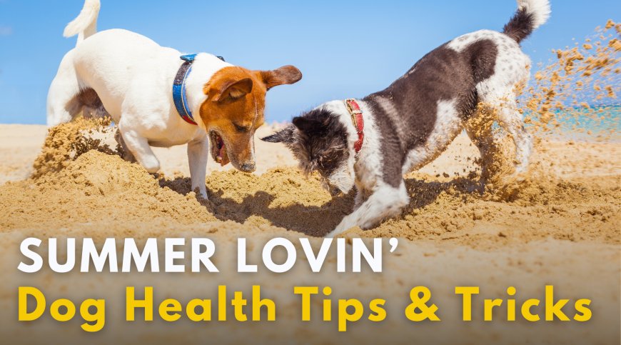 Summer Lovin': Dog Health Tips & Tricks