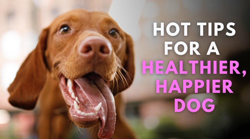 Hot Tips for a Healthier Happier Dog!