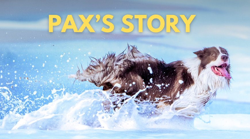 Rethinking Dog Sterilization: Pax’s Story and the Case for Hormone-Sparing Methods