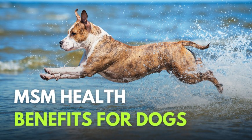 What is MSM for dogs: health benefits and when to use it