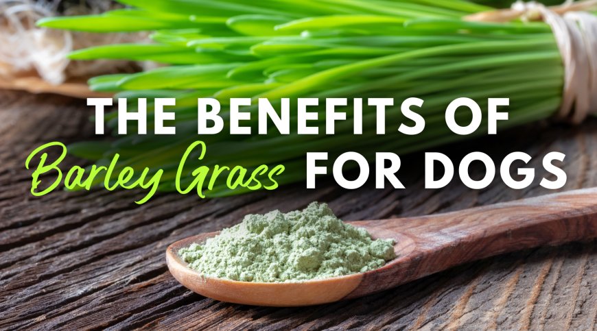 The Wholesome Benefits of Barley Grass for Canine Wellness