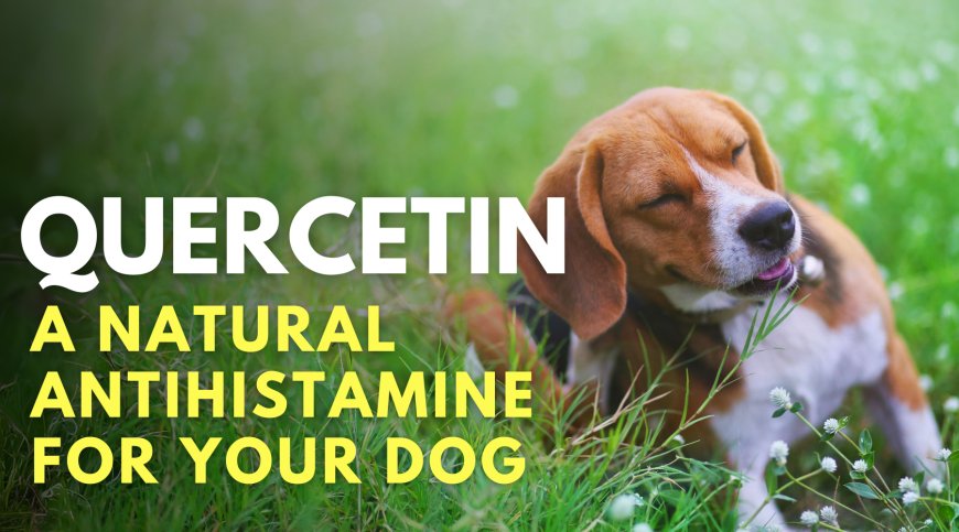 Quercetin for Pets: A Safe and Effective Immune Booster and Anti-inflammatory for Dogs - Scientific Research Review