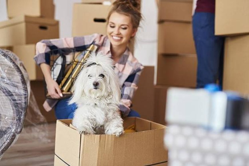 Essential Pet Care Tips for Settling into Your New Apartment