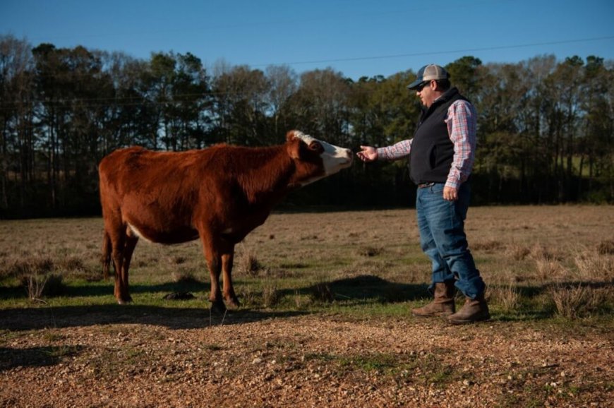 Do Farm Veterinarians Provide Emergency Services?