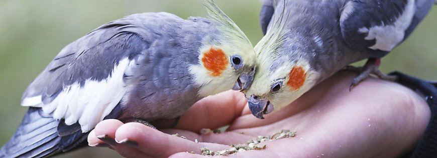 A Guide to Caring for your Bird Companion