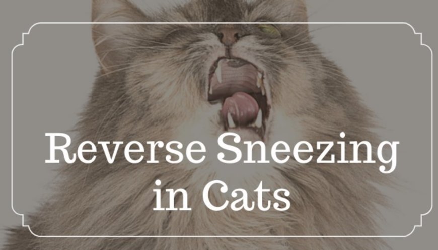 Reverse Sneezing in Cats: Is it Normal?