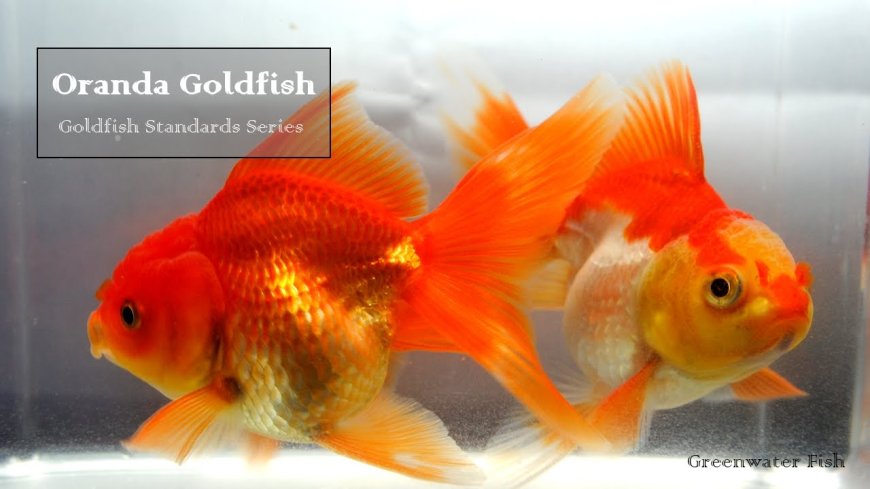 Understanding Oranda Goldfish: Characteristics, Care, and Upkeep