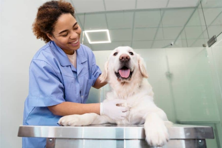 Building a Thriving Veterinary Clinic: Key Steps to Success