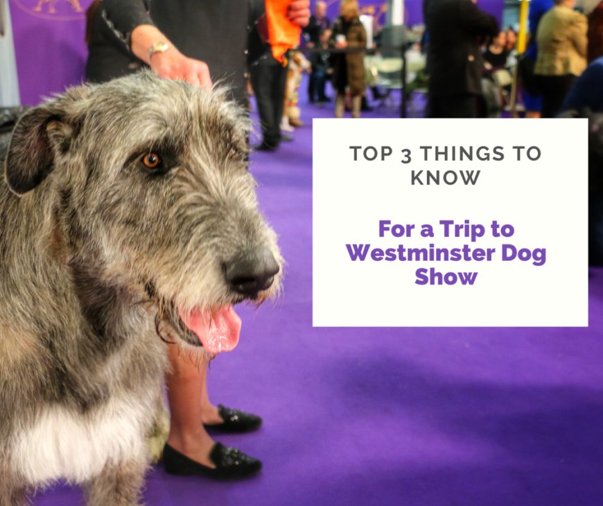 The Three Things you Should Know for Planning a Trip to the Westminster Dog Show