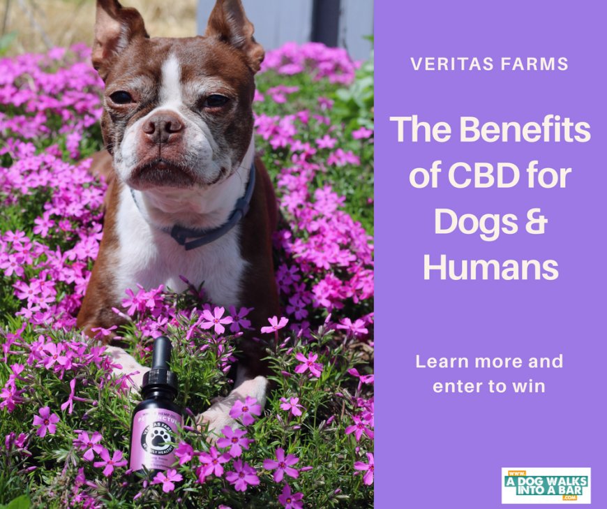 The Benefits of CBD for Dogs and Humans