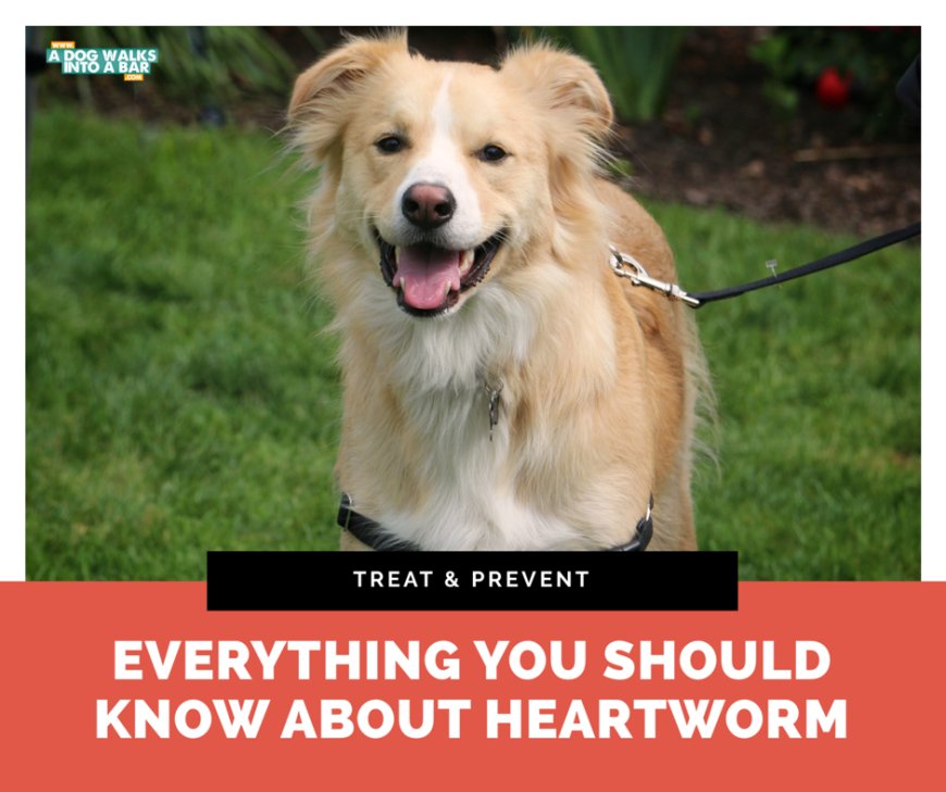 Everything you should know about heartworm