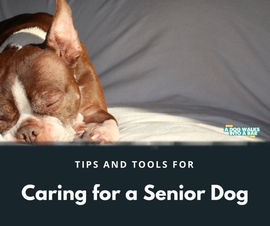 Caring for a Senior Dog, Tips &#38; Tools