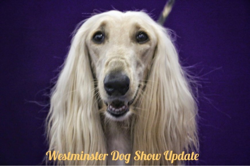 Westminster Photo Updates