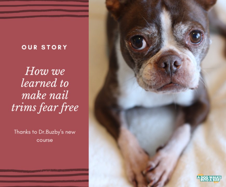 How to Ensure a Fear Free Dog Nail Trim