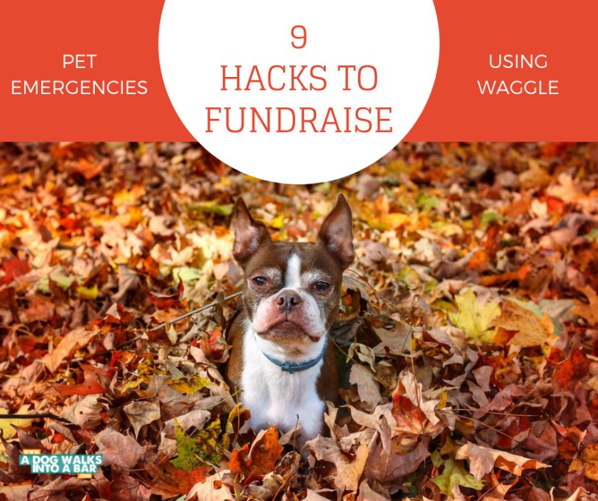 How to Raise Money for Pet Emergencies Using Waggle