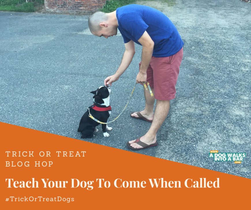 Steps to Teach Your Dog How to Come When Called and Win Prizes