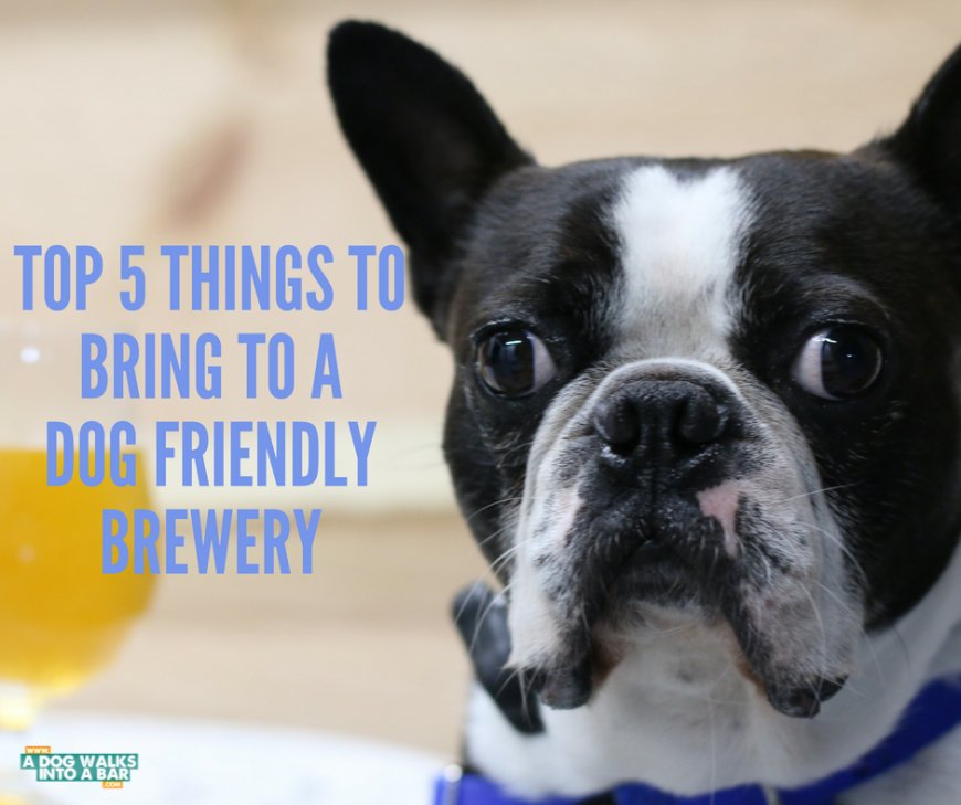 The Top 5 Things to Bring to a Dog Friendly Brewery (Besides Your Dog)