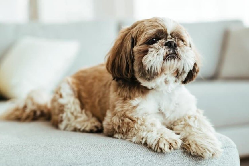 4 Major Perspectives Why Shih Tzu Are The Worst Dogs