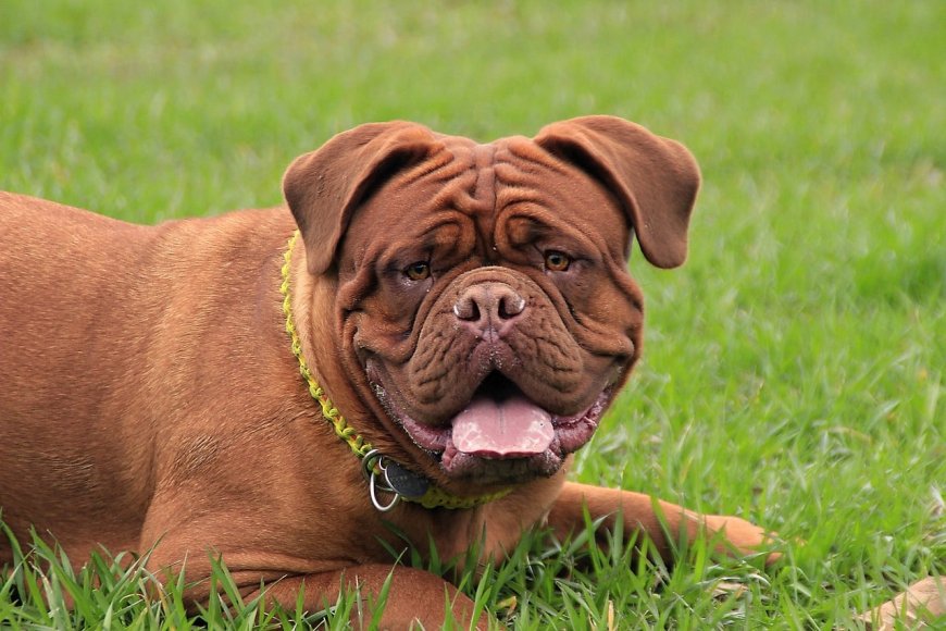 Guide to the Best Dog Food for Cane Corso: Nutrition Tailored for Your Breed