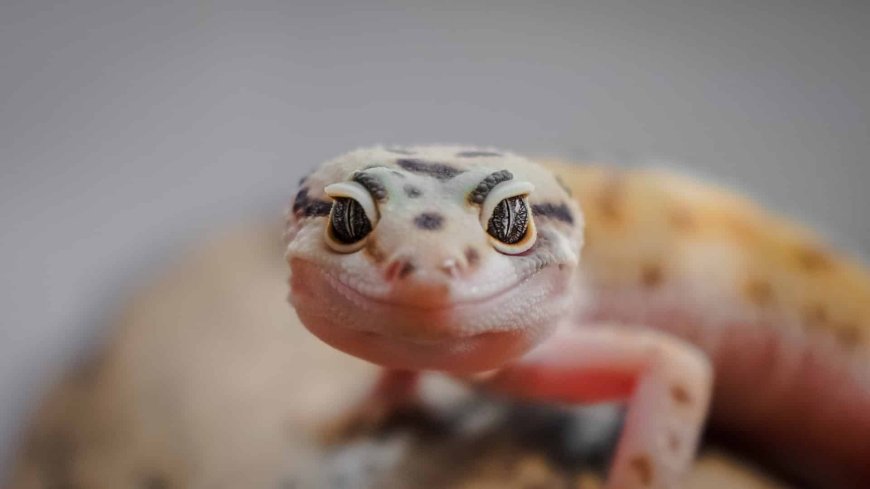 The Best Exotic Pet Veterinarians in Major US Cities