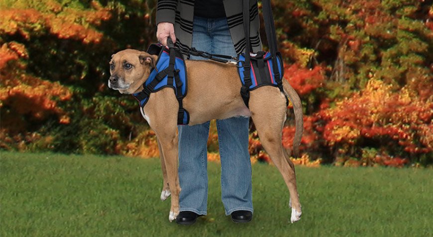 Lift Support Harness that Really Helps Dog Mobility