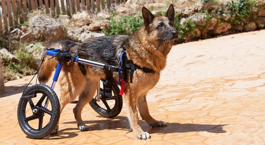 5 Things to Ask Yourself Before Adopting a Dog With a Disability