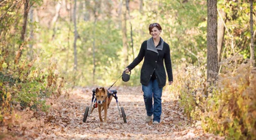 Tips for Happy, Healthy Senior Dogs