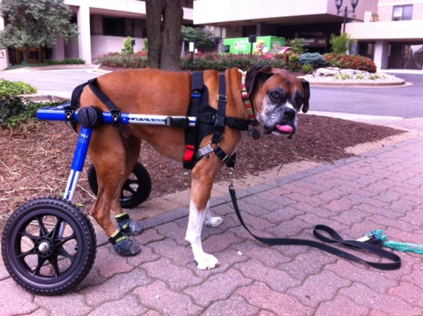 Boags Gets Acclimated to Walkin Wheels