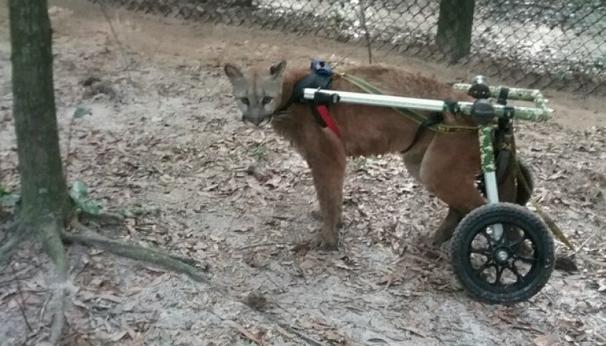 Wild Panther Uses Wheelchair for Rehab