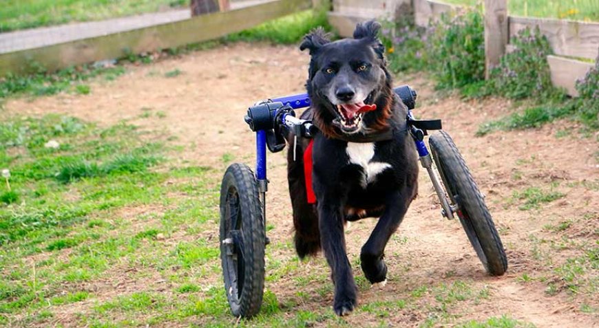 A True Hero for Neglected, Abused & Disabled Dogs