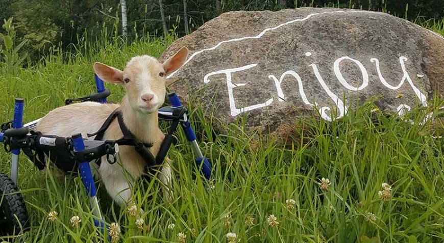 How this Disabled Pet Goat Inspired Action!