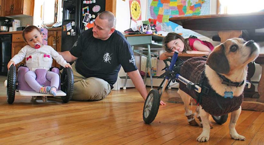 Baby in a Bella's Bumbas Meets Dog in Wheelchair