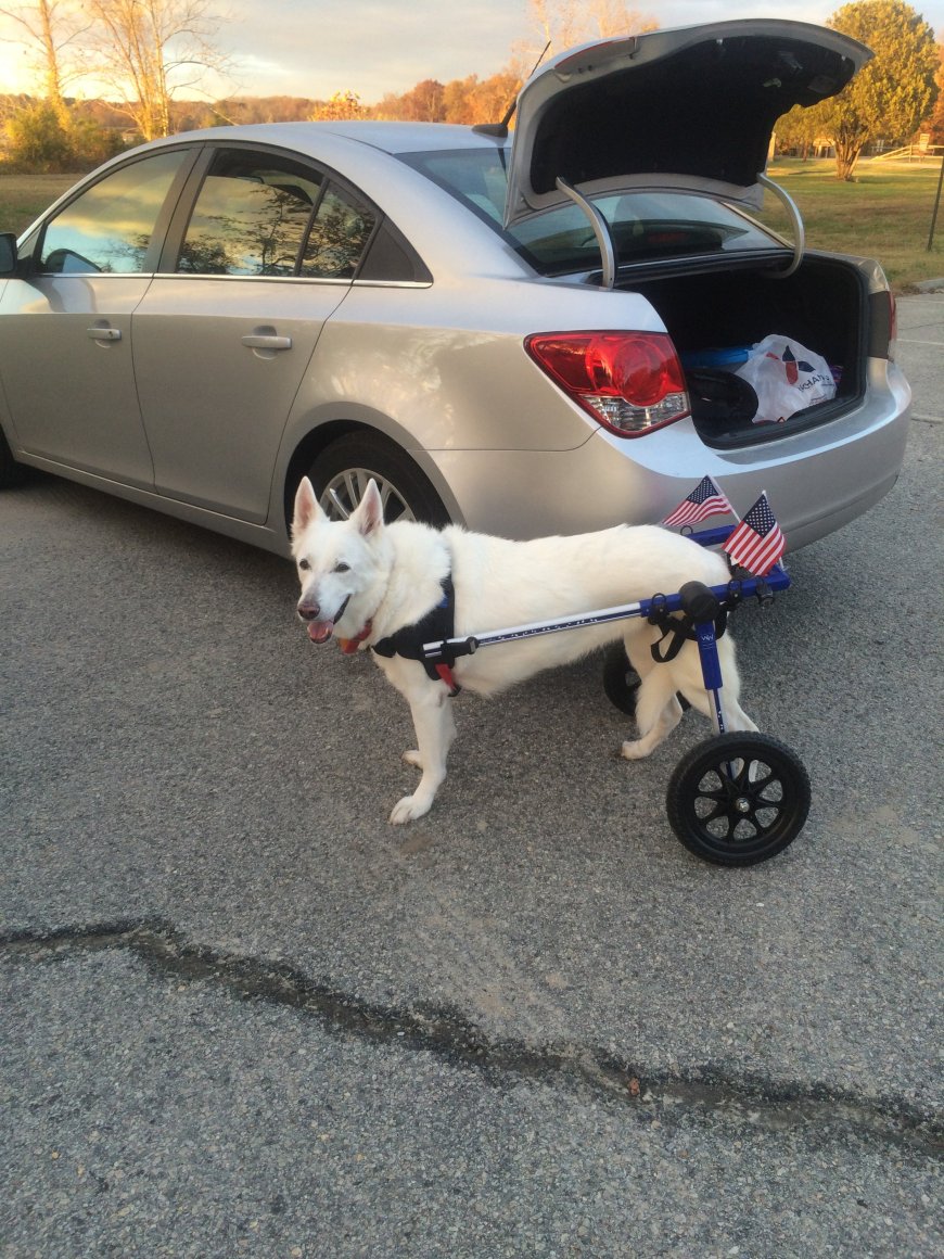 Thrilled with the Walkin' Wheels Dog Wheelchair