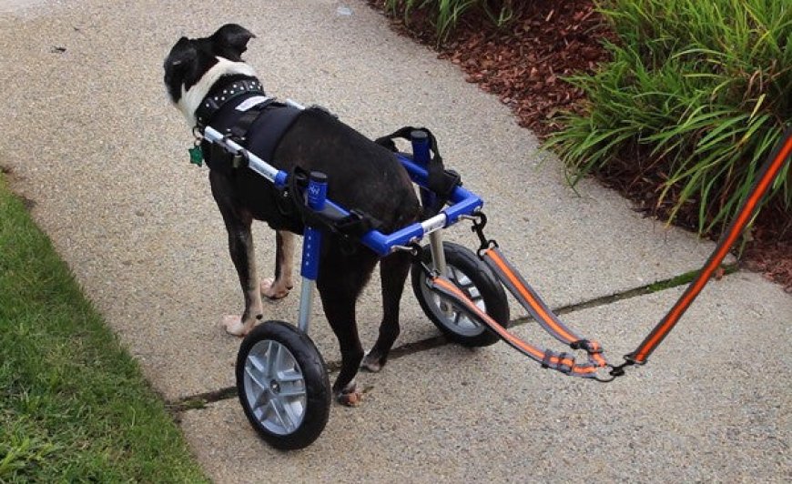 New Wheelchair Leash for Walkin' Wheels Wheelchair