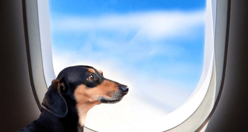 Top Pet-Friendly Airlines in India for Traveling with Pets