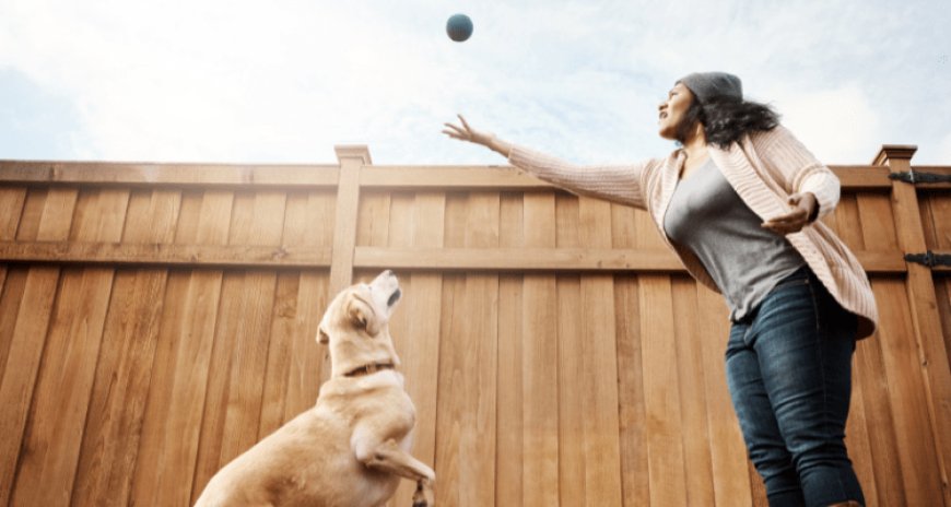 How to Teach Your Dogs to Fetch in 5 Simple Steps?