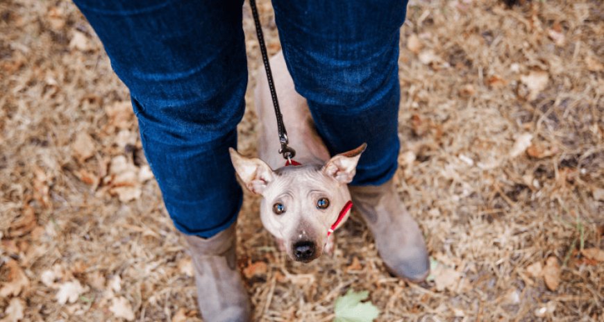 8 Practical Tips to Help A Fearful Dog Feel Safe