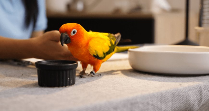 The Ultimate List: 7 Must-Have Supplies for Pet Birds