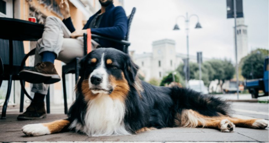 How to Train Your Dogs to Stay Calm in Public?