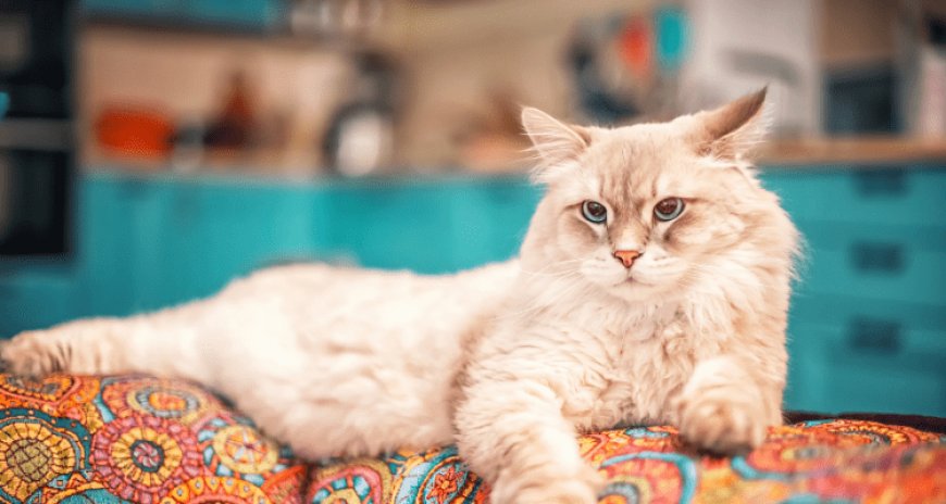 7 Friendly Cat Breeds for First-Time Cat Parents