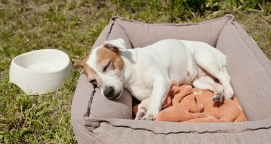 How to Pick the Perfect Dog Bed: 7 Must-Know Tips