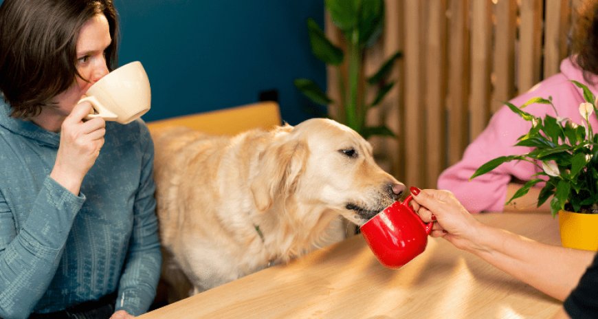 Top 10 Pet-Friendly Cafes in India You Must Visit